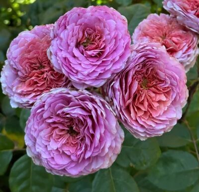 Roze 'Eisvogel'